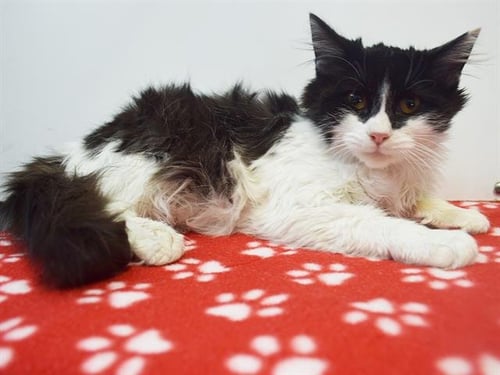 BISCUIT - Domestic Long Hair available for adoption