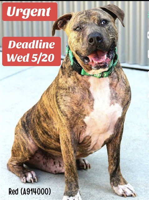 RED - Pit Bull Terrier available for adoption