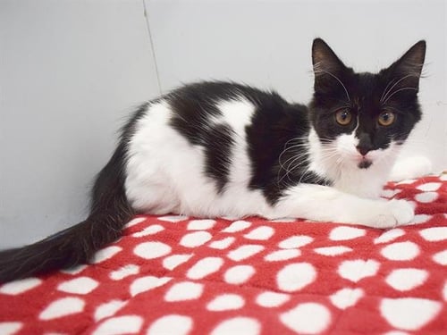 *ABRACADABRA - Domestic Short Hair available for adoption