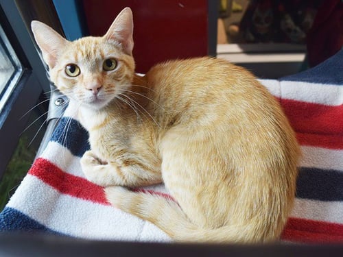 *BIANCA - Domestic Short Hair available for adoption