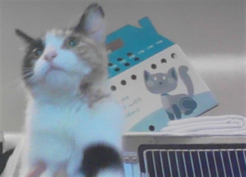 *CALABASAS - Domestic Medium Hair available for adoption