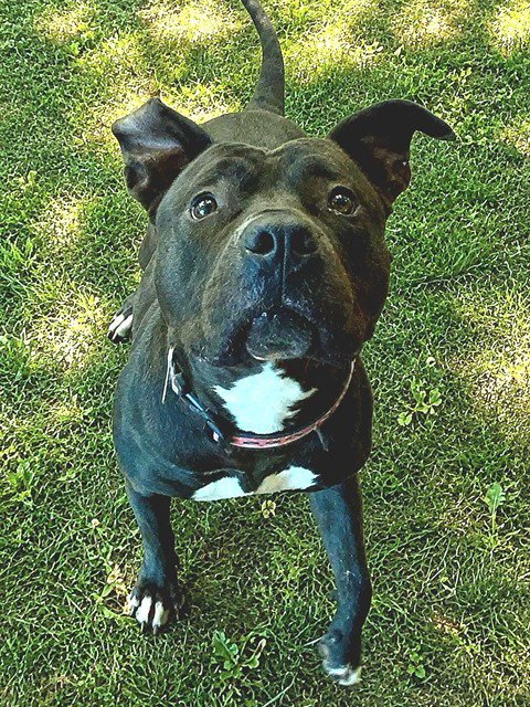 LOLA Image
