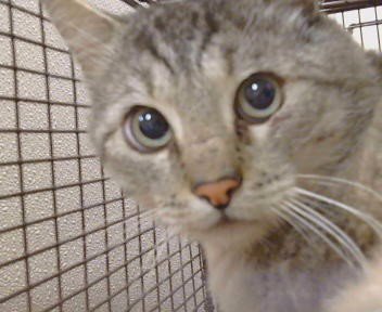 A928768 - Domestic Short Hair available for adoption