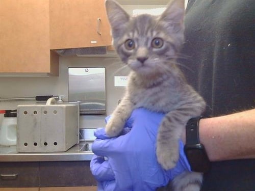 A928281 - Domestic Short Hair available for adoption
