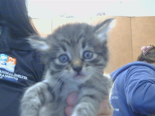 A920422 - Domestic Medium Hair available for adoption