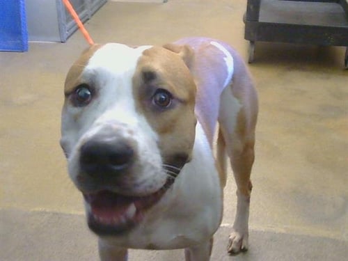 *ROSCOE - Pit Bull Terrier for adoption in Roseville