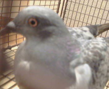 A926038 - Pigeon available for adoption