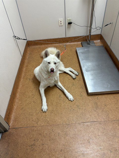 *CARLOS - Siberian Husky for adoption in Roseville