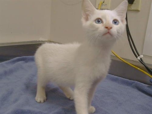 A928627 - Domestic Short Hair available for adoption