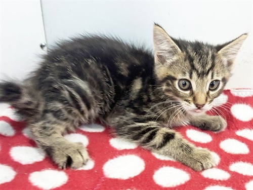 *KARL - Domestic Short Hair available for adoption