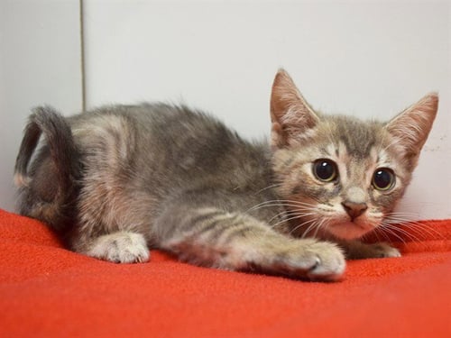 *PATRICE - Domestic Short Hair available for adoption