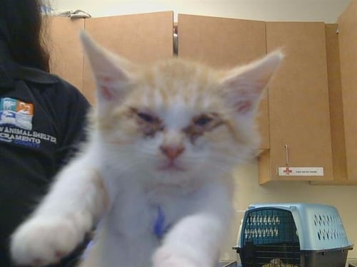 A928781 - Domestic Short Hair available for adoption