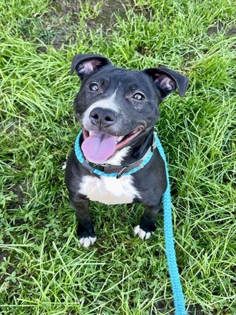 ZEUS - Pit Bull Terrier for adoption in Roseville