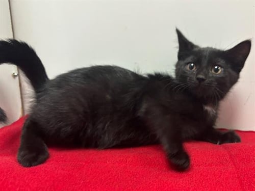 BELLA - Domestic Short Hair available for adoption