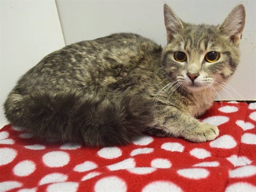 *MISS CHARLIE - Domestic Medium Hair available for adoption