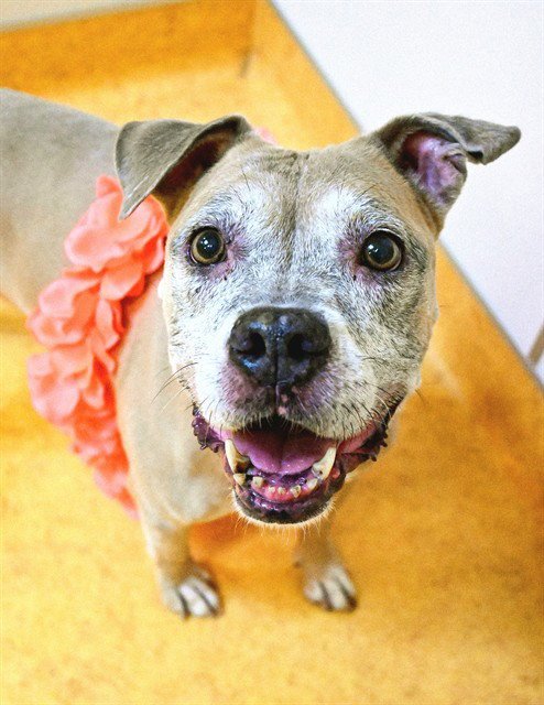 COACHELLA - Pit Bull Terrier / Boxer available for adoption