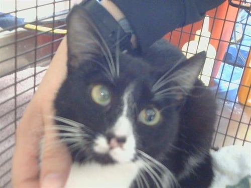 A915979 - Domestic Short Hair available for adoption