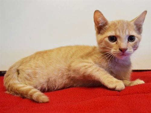 *BERNIE - Domestic Short Hair available for adoption
