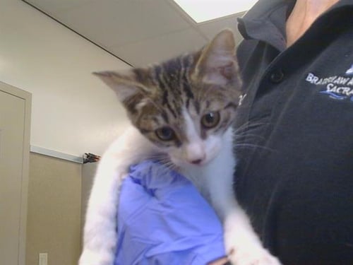 A928282 - Domestic Short Hair available for adoption