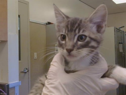 *OZZY - Domestic Short Hair available for adoption