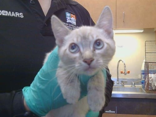 A926108 - Siamese available for adoption