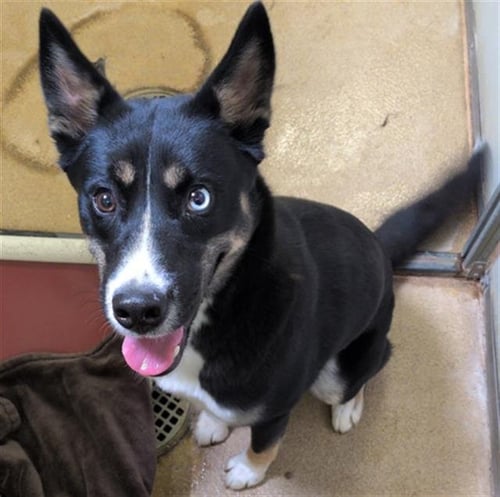 *KELLY - German Shepherd Dog / Siberian Husky available for adoption