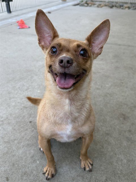 *ANJELICA - Chihuahua available for adoption