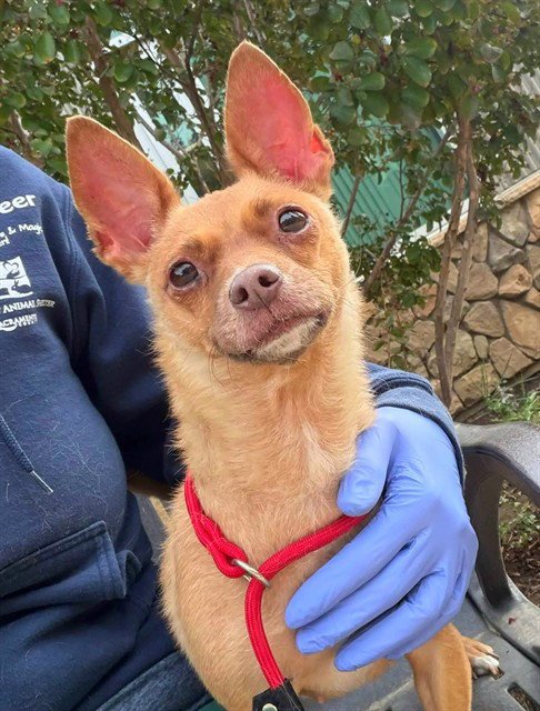 *ANJELICA - Chihuahua available for adoption