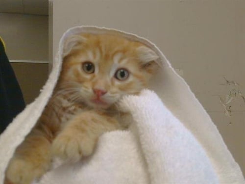 *TOD - Domestic Medium Hair available for adoption