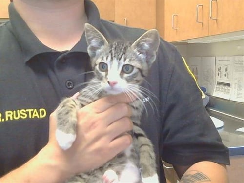 *ZIGGY - Domestic Short Hair available for adoption