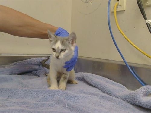 A925299 - Domestic Short Hair available for adoption