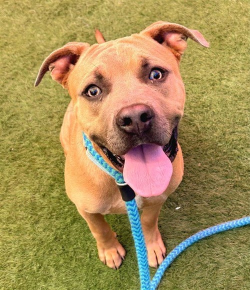 PUPPERS - Pit Bull Terrier available for adoption