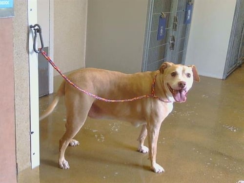 BUD - Staffordshire Bull Terrier for adoption in Roseville