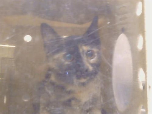 A925236 - Domestic Short Hair available for adoption