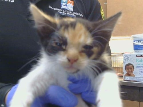 A928761 - Domestic Short Hair available for adoption