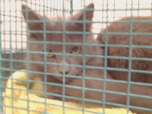 *KILARNEY - Domestic Medium Hair available for adoption