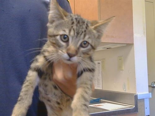 A930991 - Domestic Short Hair available for adoption