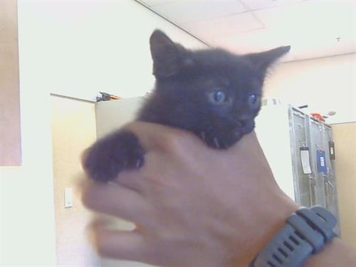 *BO - Domestic Short Hair available for adoption