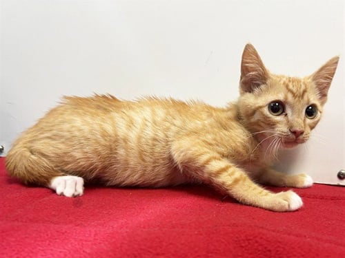 *BATIK - Domestic Short Hair available for adoption