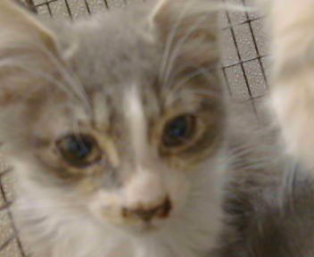 A924317 - Domestic Short Hair available for adoption