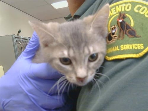 A926751 - Domestic Short Hair available for adoption