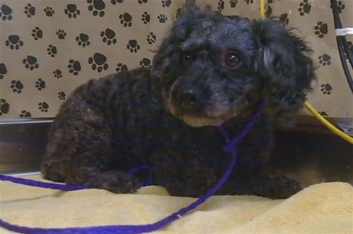 A925946 - Poodle (Miniature) available for adoption