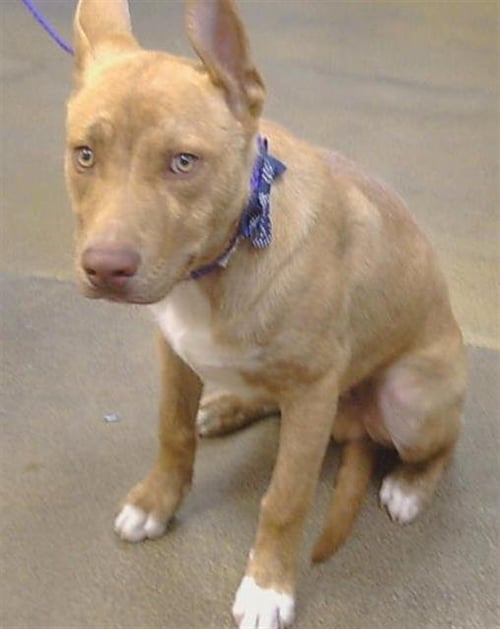 *MIDAS - Pit Bull Terrier available for adoption