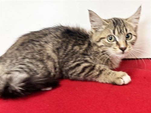 *DARLA - Domestic Short Hair available for adoption