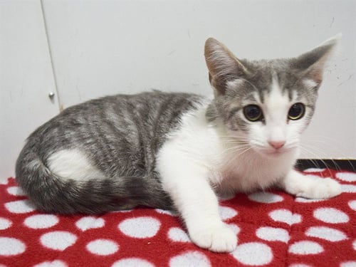 *SHERICE - Domestic Short Hair available for adoption