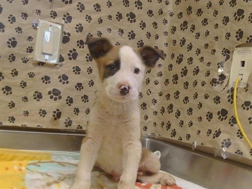 A927666 - Pit Bull Terrier available for adoption
