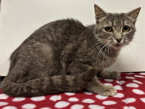 *ARDEN - Domestic Short Hair available for adoption