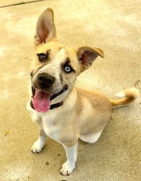 *SHELBY - Photo 1
