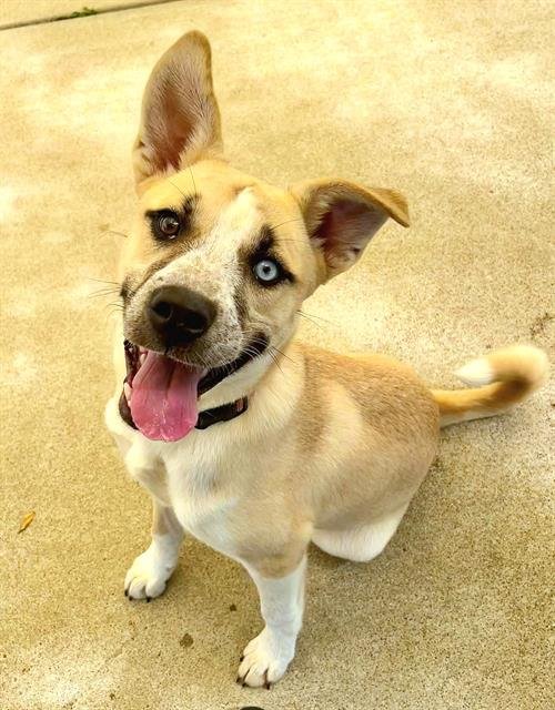 *SHELBY - Siberian Husky / Pit Bull Terrier available for adoption