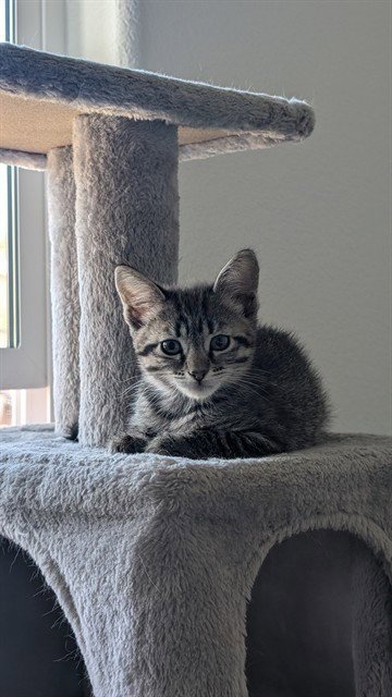 DAISY - Domestic Short Hair available for adoption